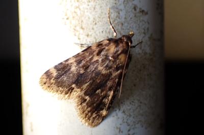 <i>Aglossa caprealis</i>