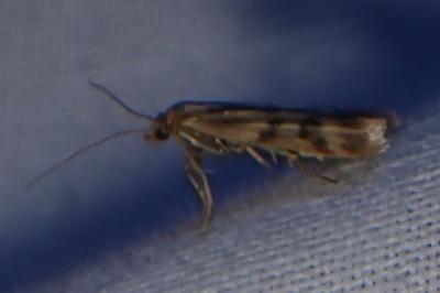 <i>Homoeosoma sinuella</i>