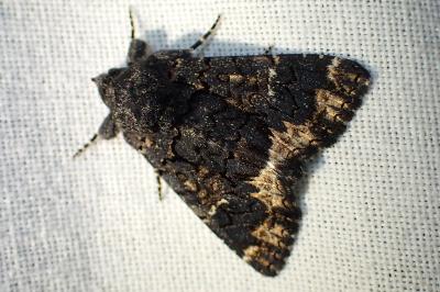 <i>Catephia alchymista</i>
