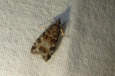 <i>Eudonia mercurella</i>