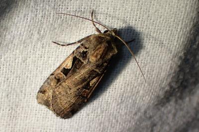 <i>Xestia c-nigrum</i>