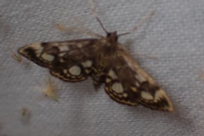 <i>Anania coronata</i>