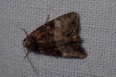 <i>Mesoligia furuncula</i>
