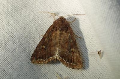 Lacanobia oleracea