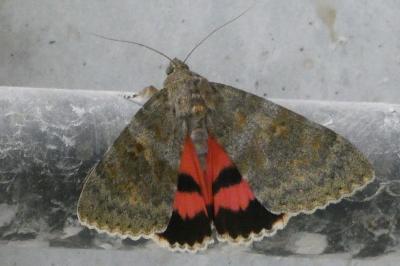 <i>Catocala elocata</i>