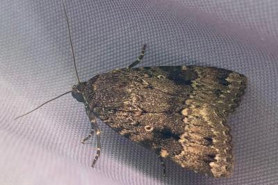 <i>Amphipyra pyramidea</i>