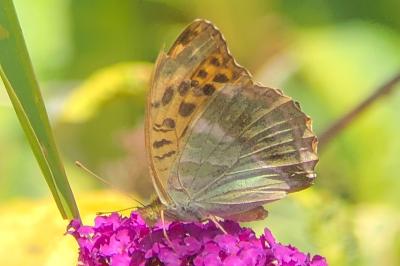 <i>Argynnis paphia</i>