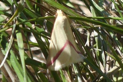 <i>Rhodometra sacraria</i>