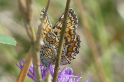 <i>Melitaea phoebe</i>