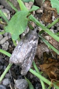 <i>Proxenus hospes</i>
