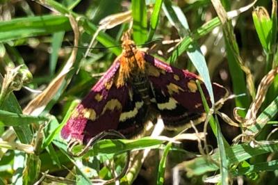 <i>Pyrausta purpuralis</i>