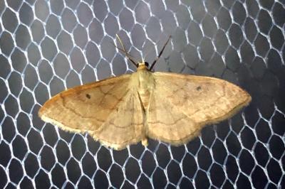 <i>Idaea rubraria</i>