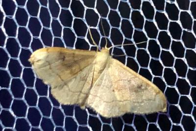 <i>Idaea rubraria</i>