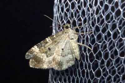 <i>Epirrhoe alternata</i>