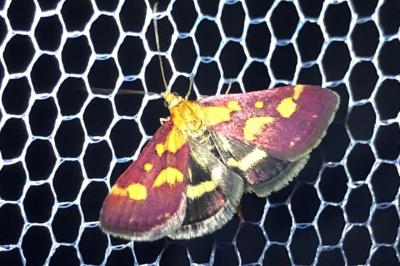 <i>Pyrausta purpuralis</i>