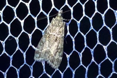 <i>Eudonia mercurella</i>