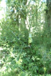 <i>Papilio machaon</i>