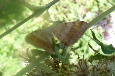 <i>Macaria liturata</i>