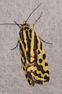 <i>Emmelia trabealis</i>