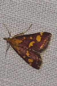 <i>Pyrausta purpuralis</i>