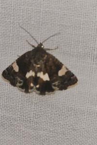 <i>Tyta luctuosa</i>