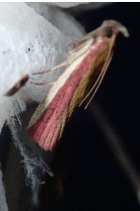 <i>Oncocera semirubella</i>