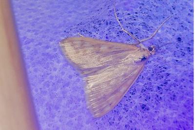 <i>Sitochroa verticalis</i>