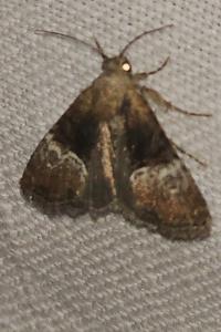 <i>Mesoligia furuncula</i>