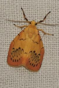 <i>Miltochrista miniata</i>