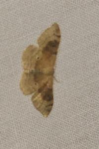 <i>Idaea degeneraria</i>