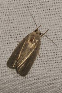 <i>Proxenus hospes</i>