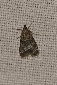 <i>Eudonia mercurella</i>