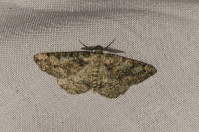 <i>Cleorodes lichenaria</i>