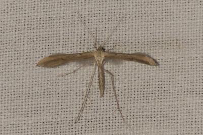 <i>Emmelina argoteles/monodactyla</i>