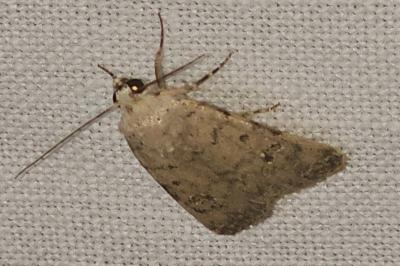 <i>Caradrina clavipalpis</i>