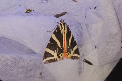 <i>Euplagia quadripunctaria</i>