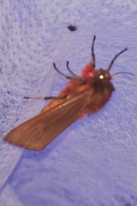 <i>Phragmatobia fuliginosa</i>