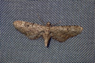 <i>Eupithecia nanata</i>