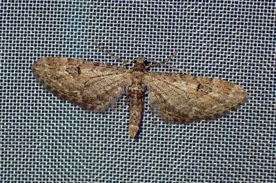 <i>Eupithecia</i>
