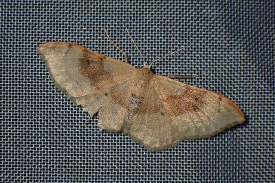 <i>Idaea degeneraria</i>