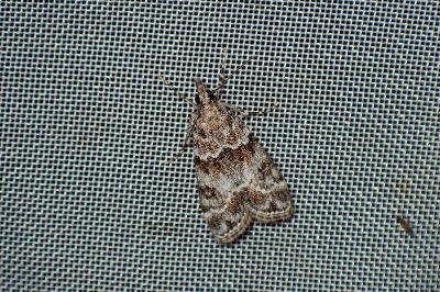 <i>Eudonia mercurella</i>