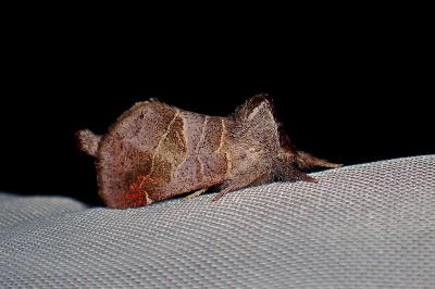 <i>Clostera pigra</i>