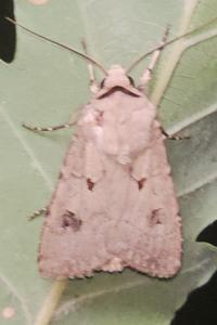 <i>Agrotis exclamationis</i>