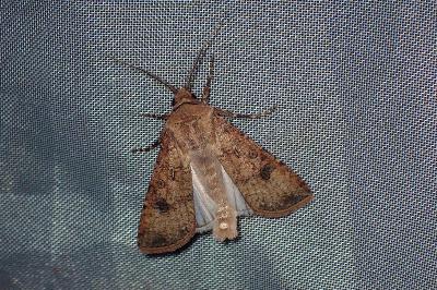 <i>Agrotis segetum</i>