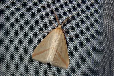 <i>Rhodometra sacraria</i>