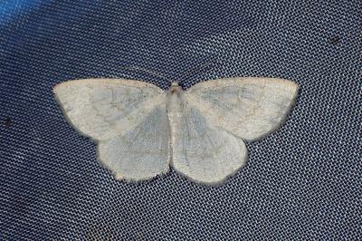 <i>Cabera exanthemata</i>
