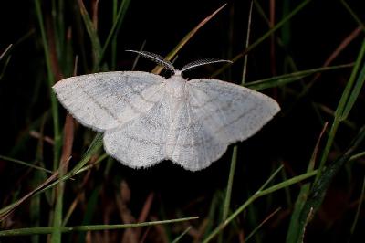 <i>Cabera pusaria</i>