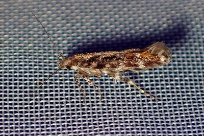 <i>Aristotelia ericinella</i>