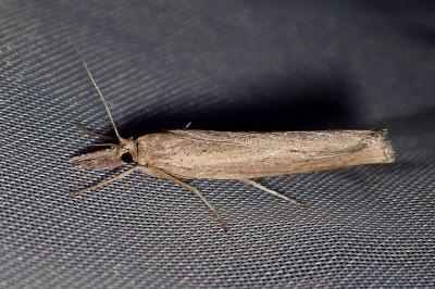 <i>Pediasia contaminella</i>