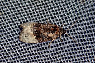 <i>Apotomis betuletana</i>